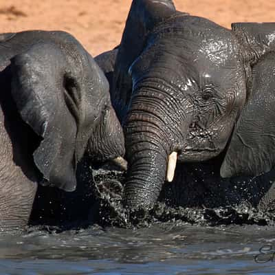 Olifantsrus Hide, Namibia