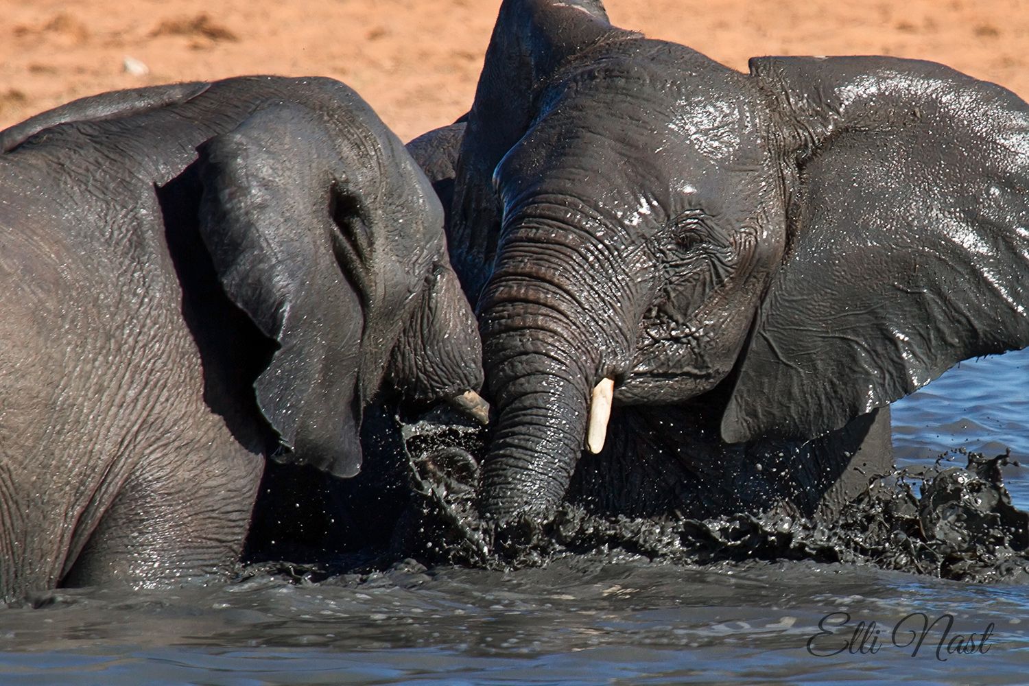 Olifantsrus Hide, Namibia