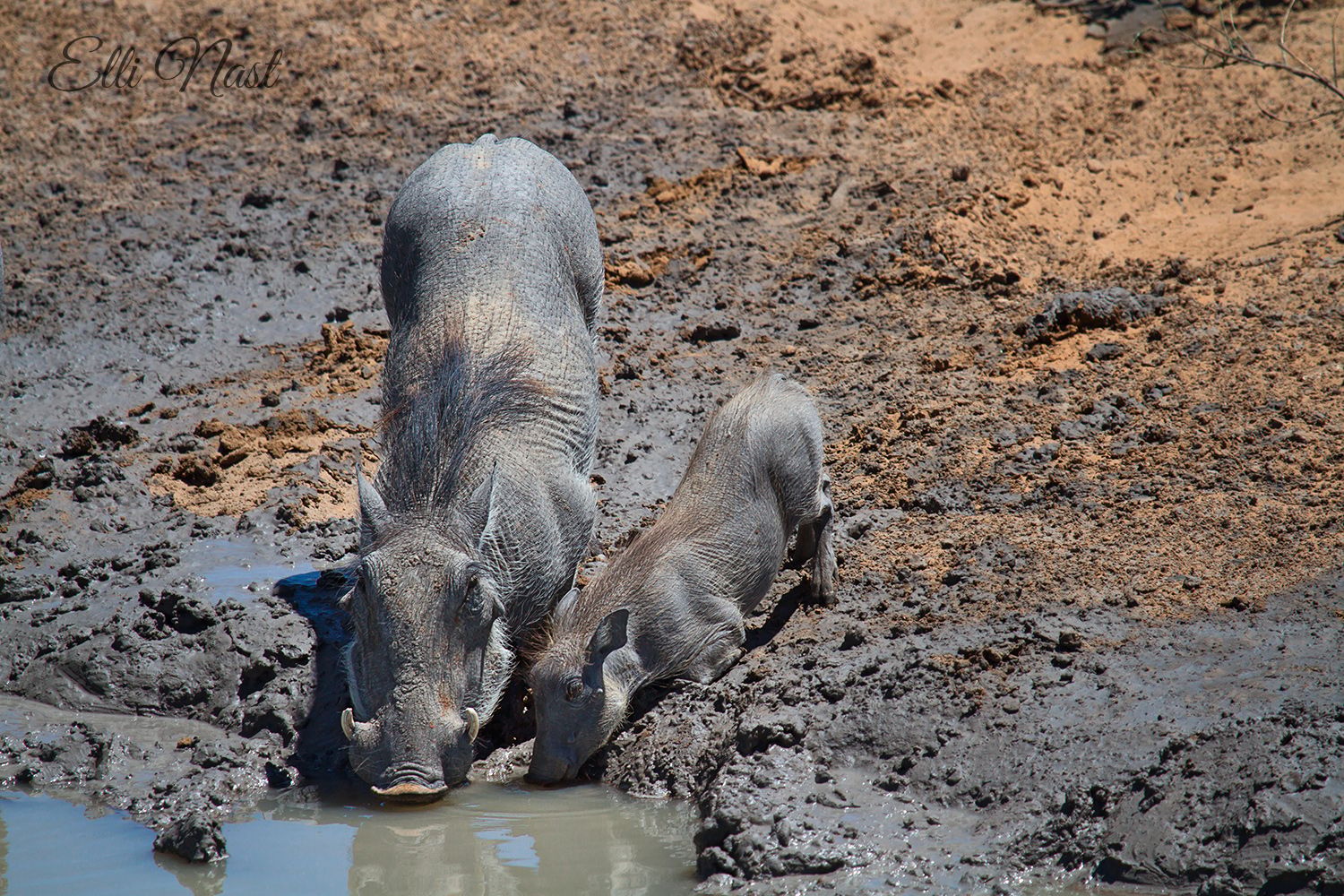 Olifantsrus Hide, Namibia
