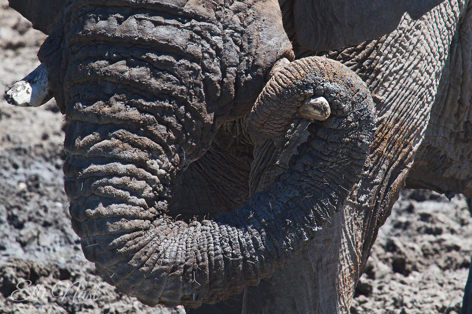 Olifantsrus Hide, Namibia