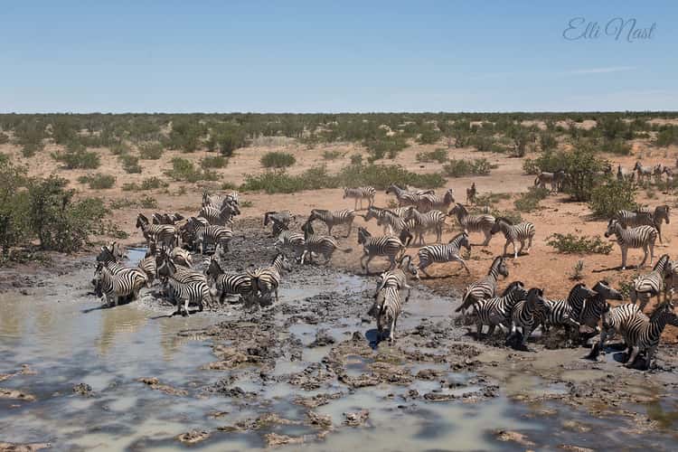 Olifantsrus Hide