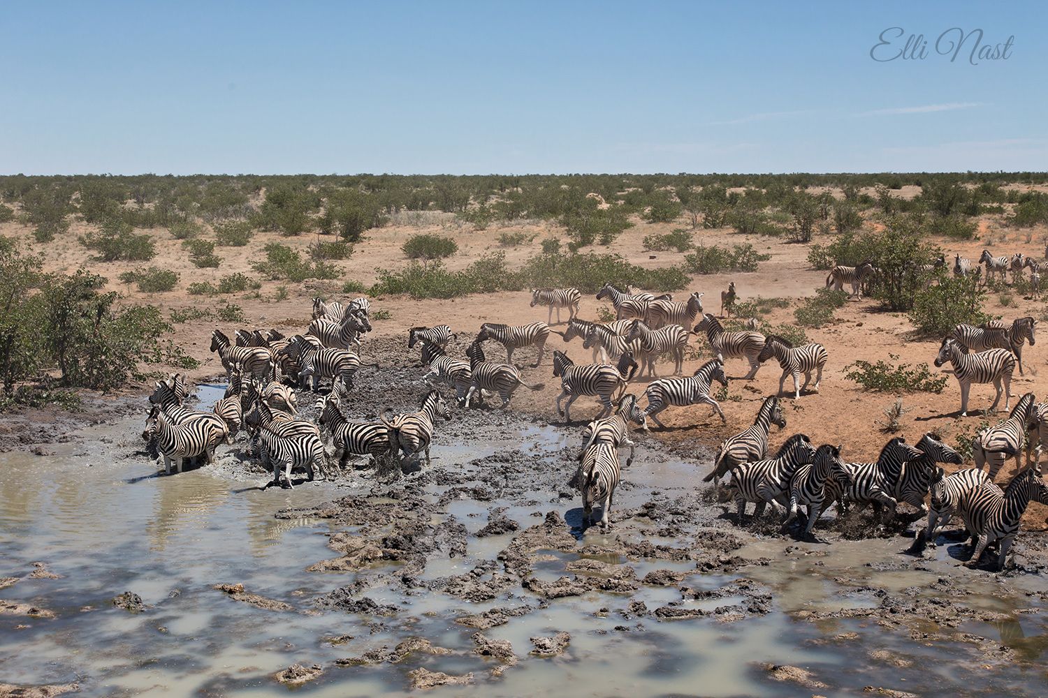 Olifantsrus Hide, Namibia
