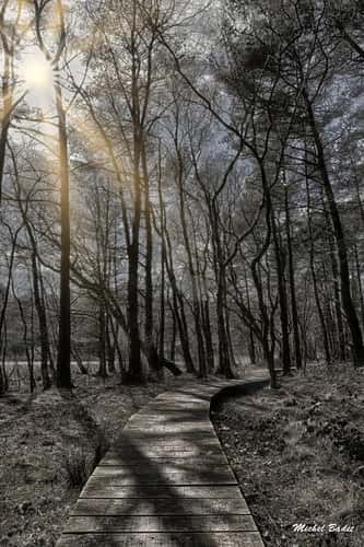 Paimpont and the Brocéliande Forest