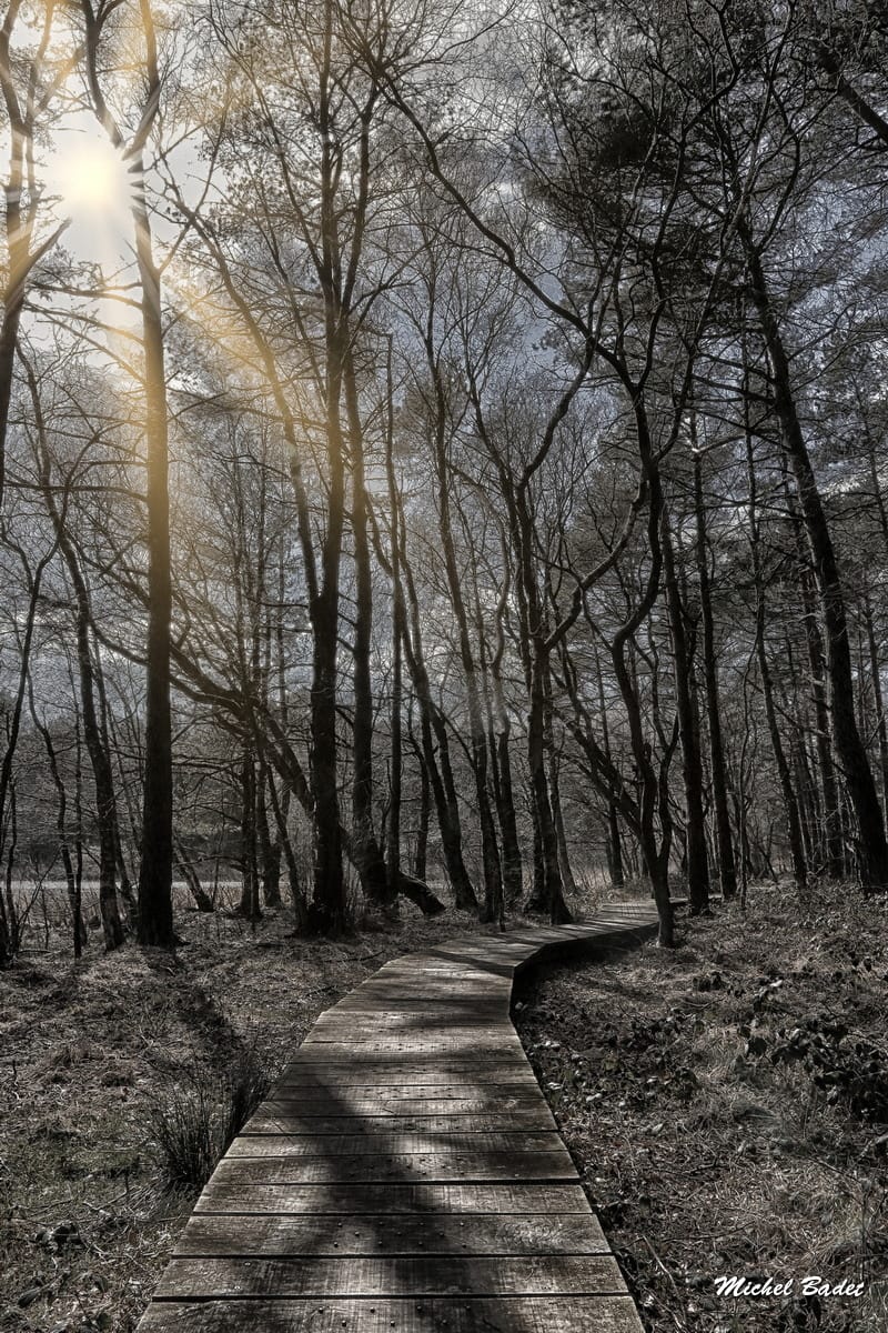 Paimpont and the Brocéliande Forest, France