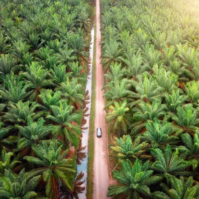 Palm plantations, Costa Rica