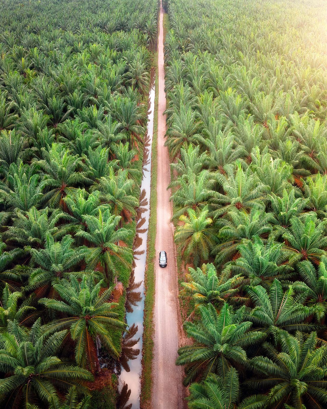 Palm plantations, Costa Rica