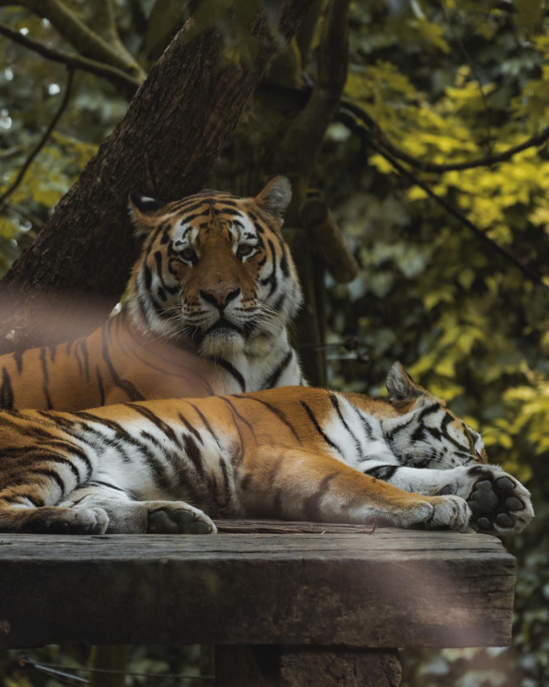 Parco Zoo Punta Verde, Italy