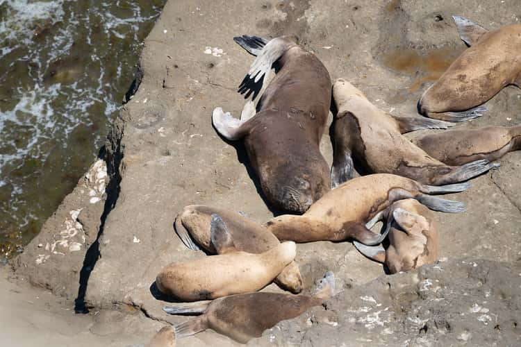 Patagonian sea lions