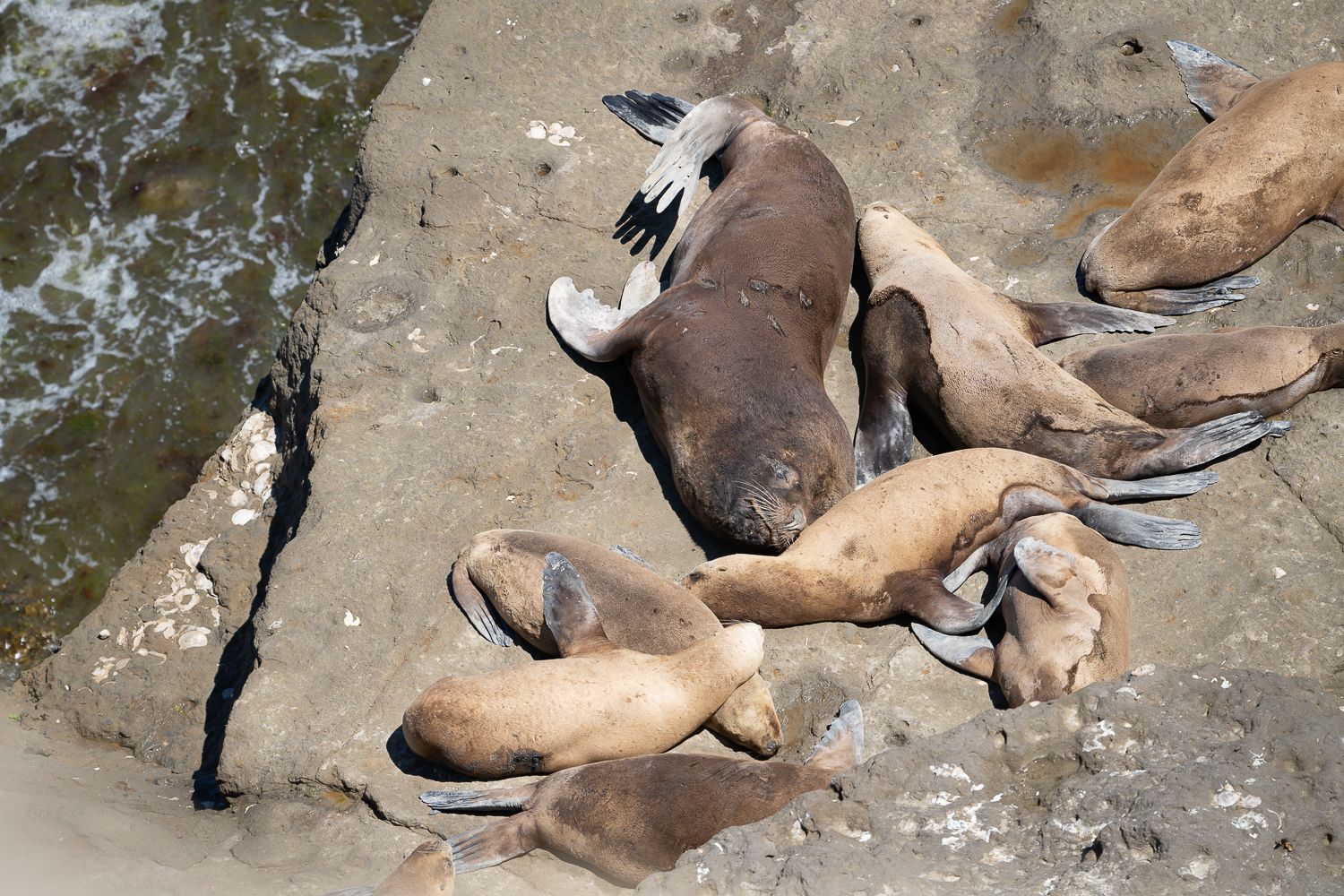 Patagonian sea lions, Argentina