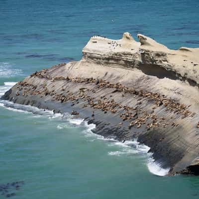 Patagonian sea lions, Argentina