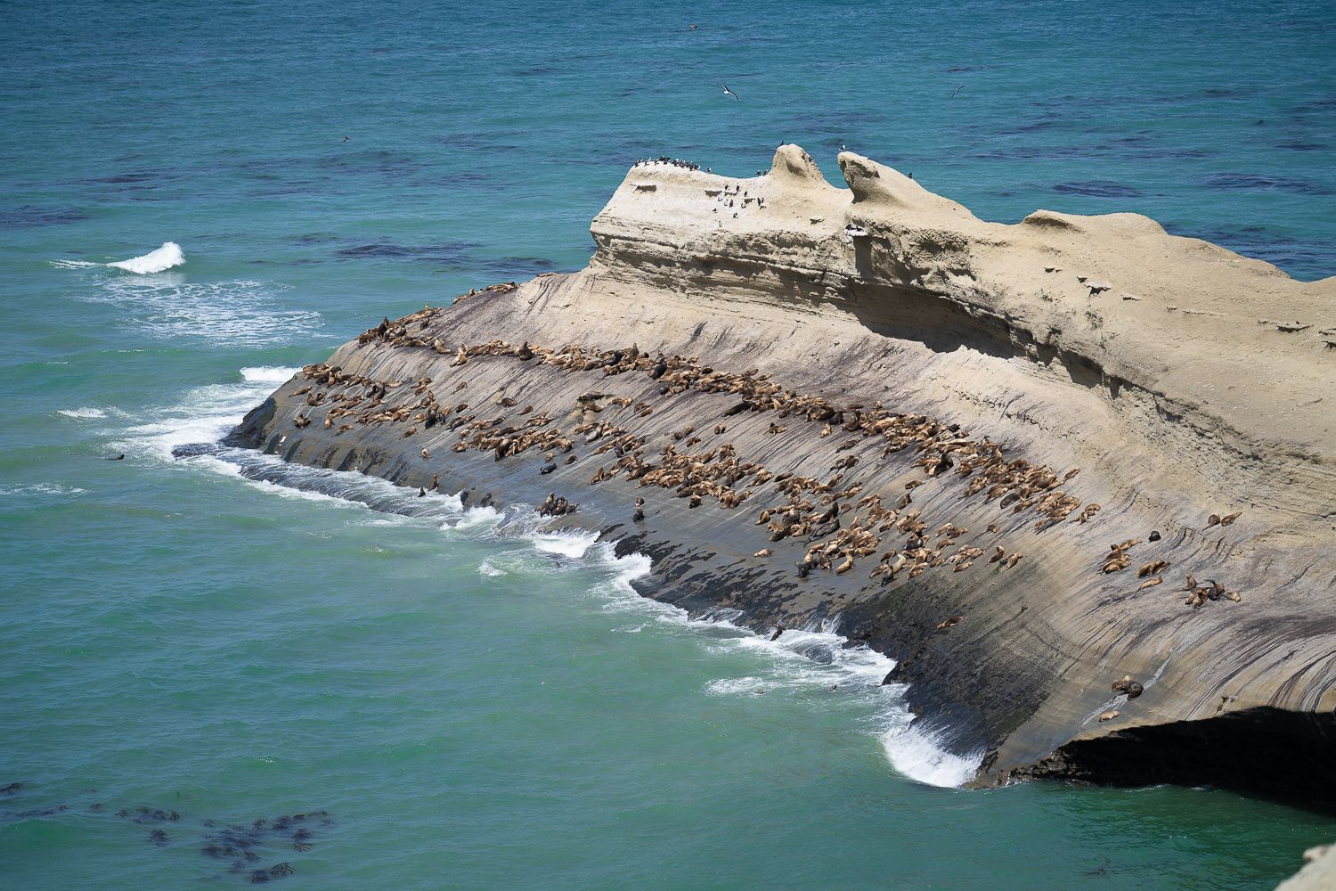 Patagonian sea lions, Argentina
