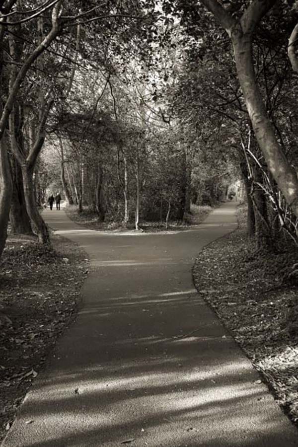 Path in the woods at Newbridge House, Ireland