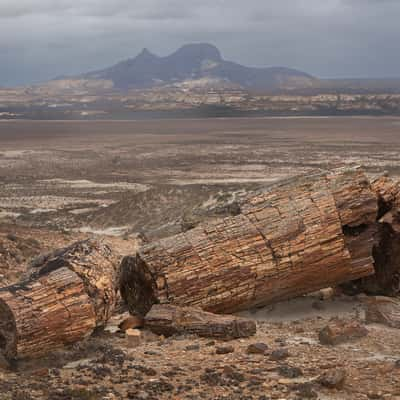 petrified tree, Argentina