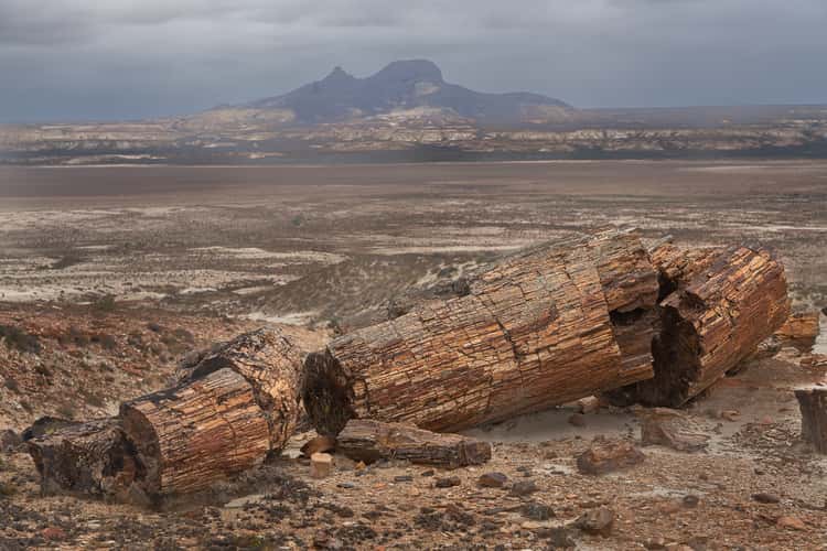 petrified tree