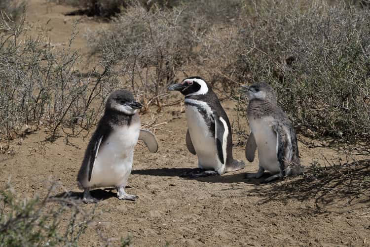 Pingüinera cabo dos bahias
