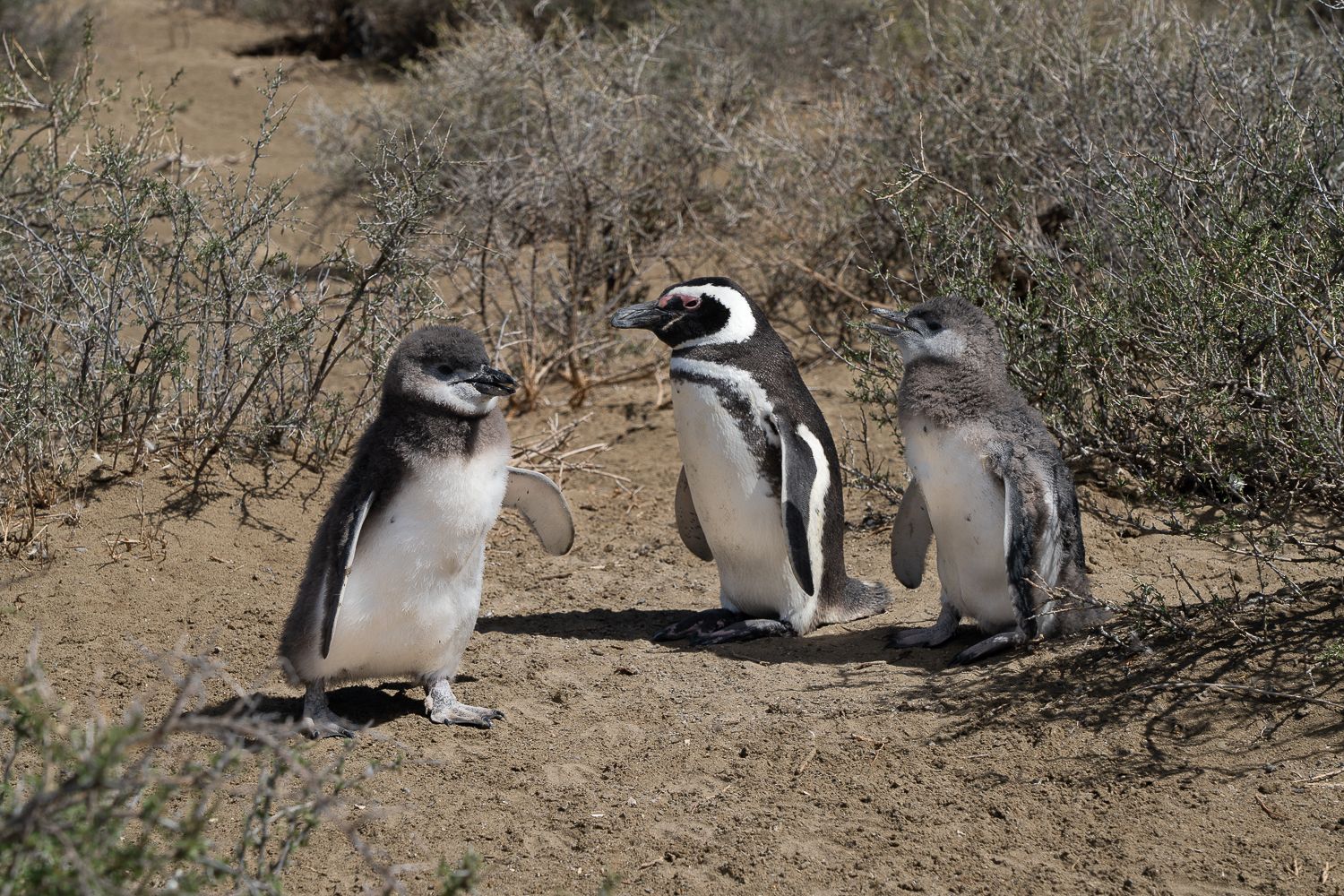 Pingüinera cabo dos bahias, Argentina