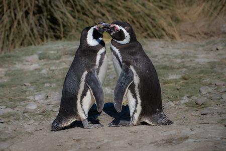 Pingüinera cabo dos bahias
