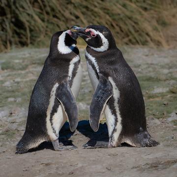 Pingüinera cabo dos bahias, Argentina