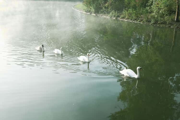 Rheinaue, Bonn
