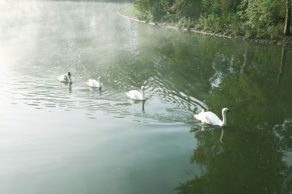 Rheinaue, Bonn, Germany