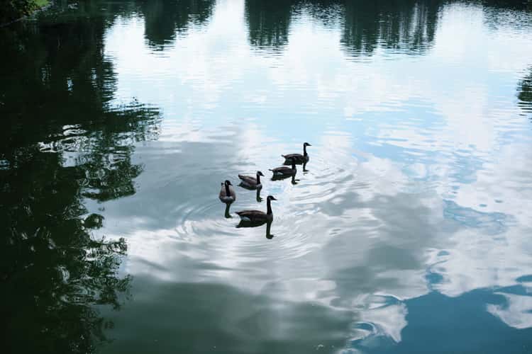 Rheinaue, Bonn