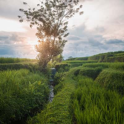 Rice paddy tree with birds, Indonesia