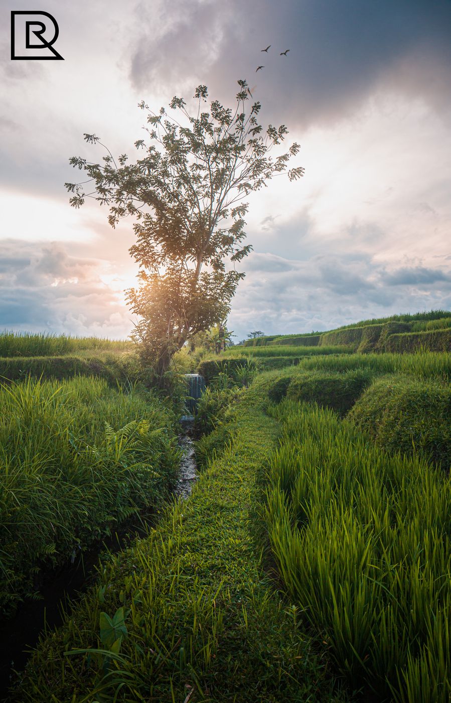 Rice paddy tree with birds, Indonesia