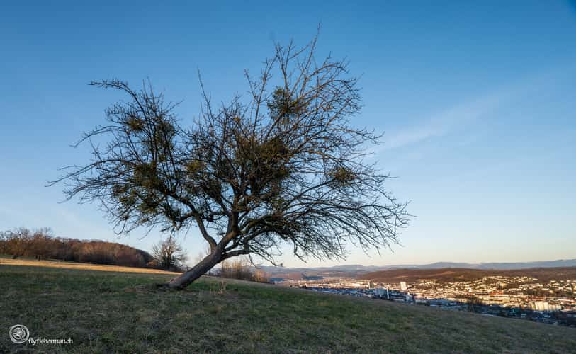 Tüllinger Berg