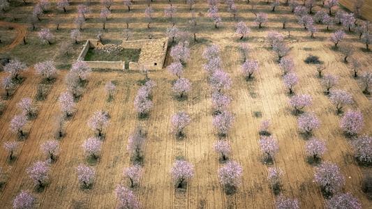 Allmond Blossom in Spain