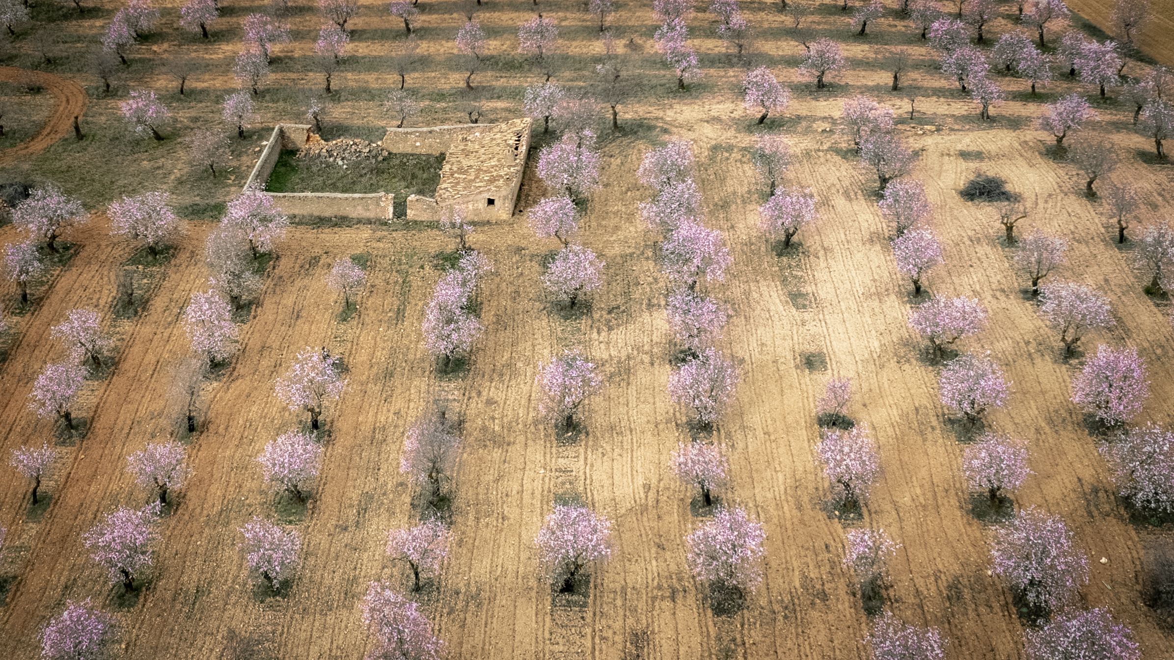 Allmond Blossom in Spain, Spain