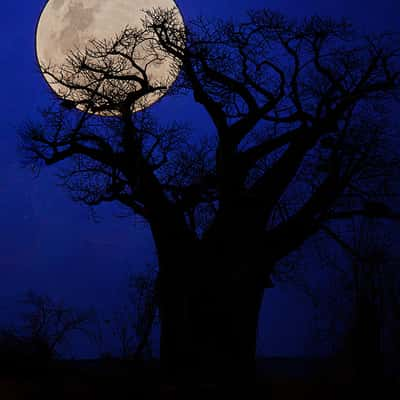 Baobab H13-1, South Africa