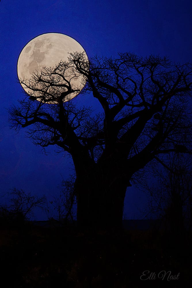 Baobab H13-1, South Africa