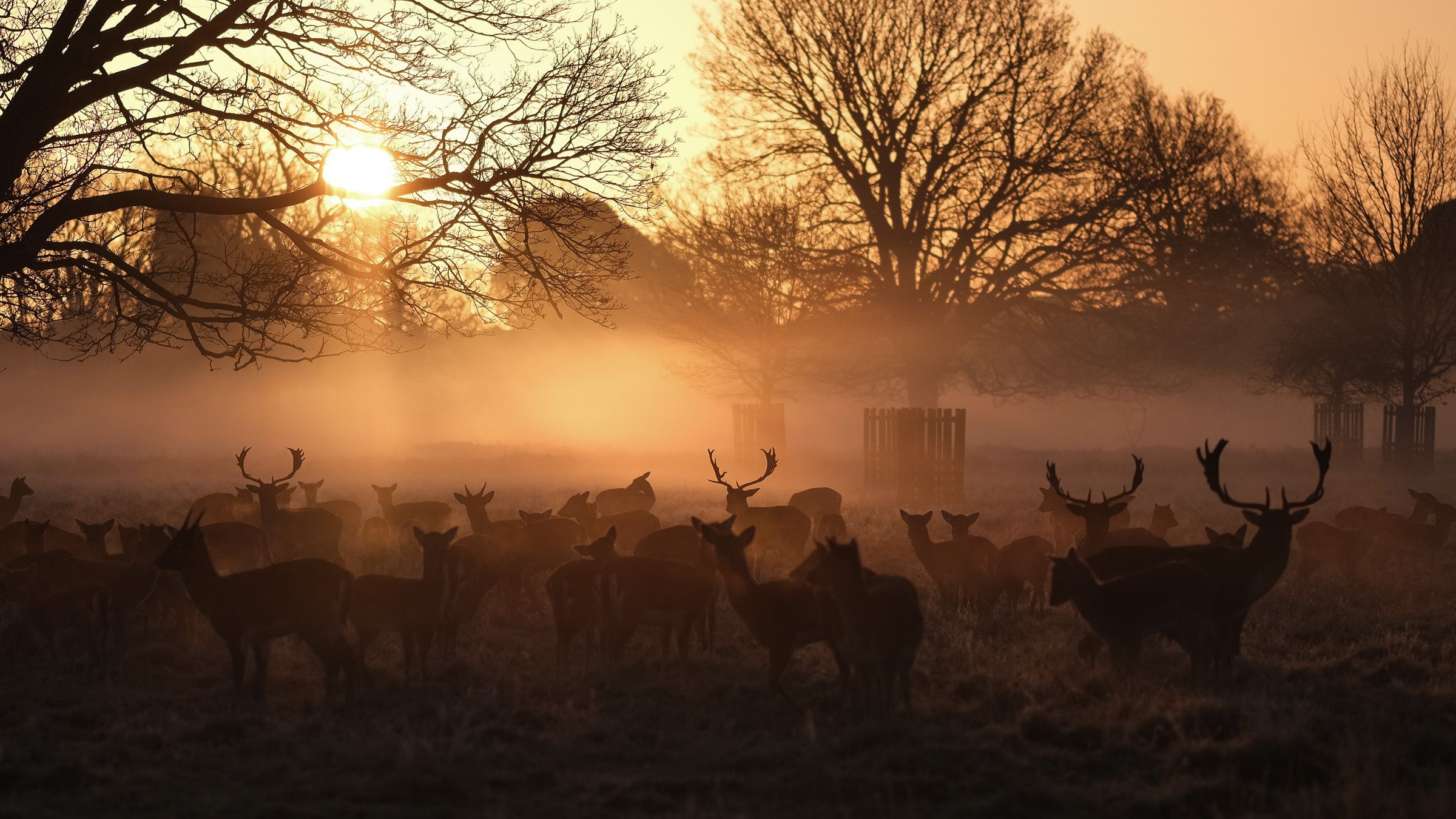 Deer in sunrise, United Kingdom