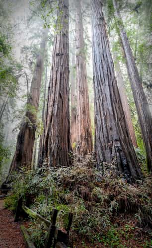 Henry Cowell Redwood State Park