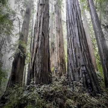 Henry Cowell Redwood State Park, USA