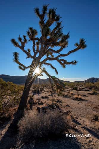 Joshua tree in the desert