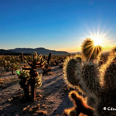 Joshua Tree NP, USA