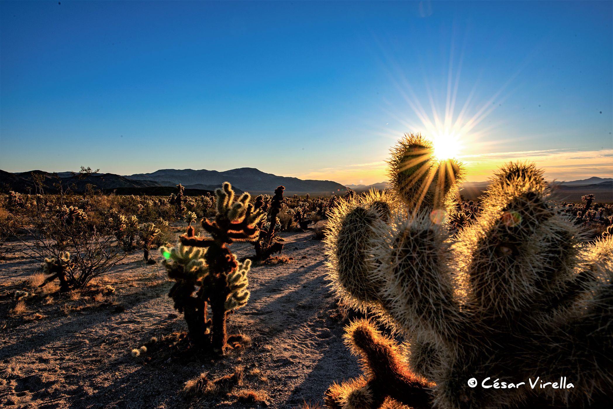 Joshua Tree NP, USA