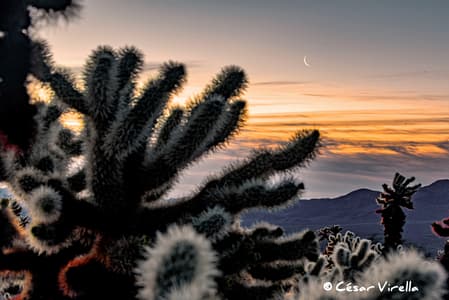 Joshua Tree NP