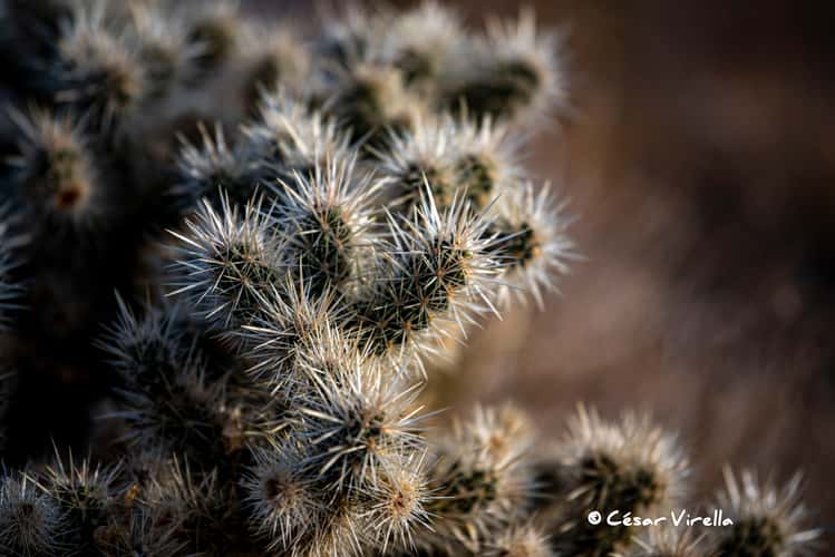 Joshua Tree NP