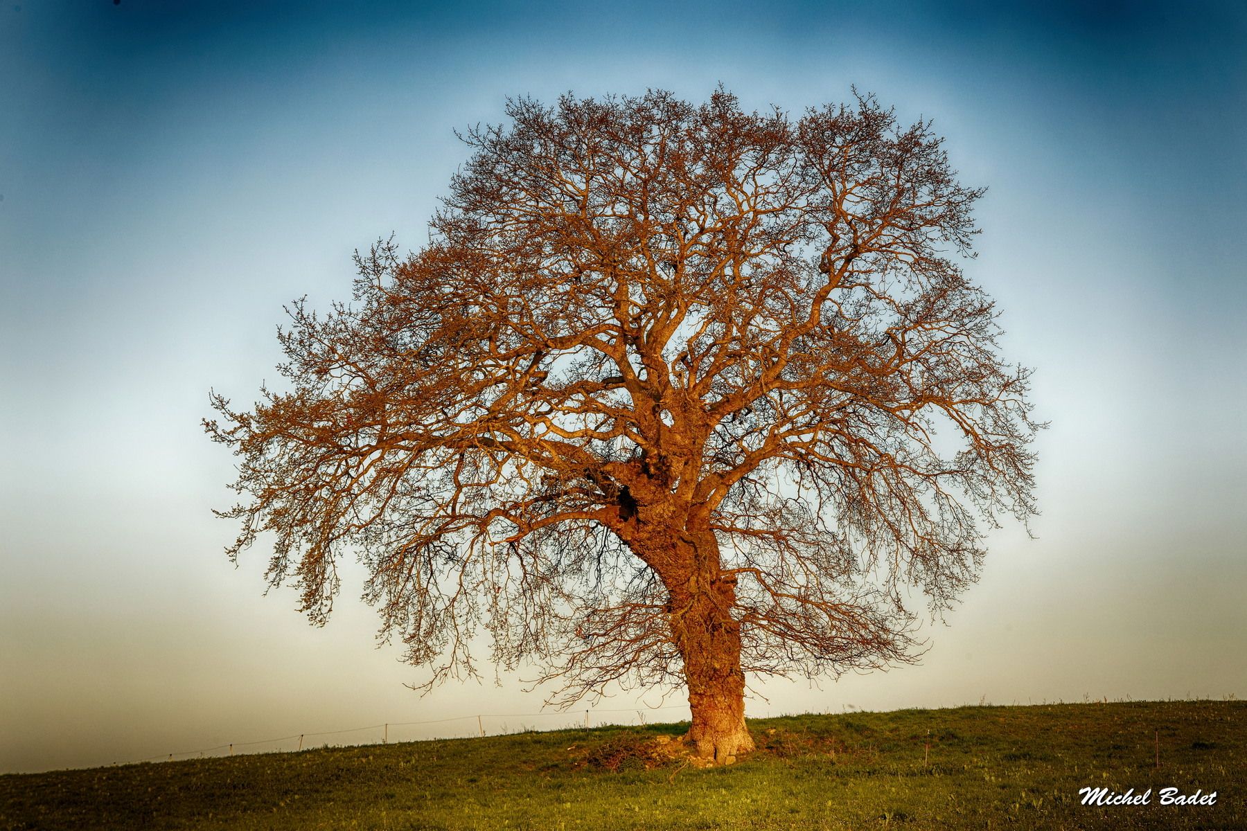 La Rance - The lonely tree of Plouër sur Rance, France