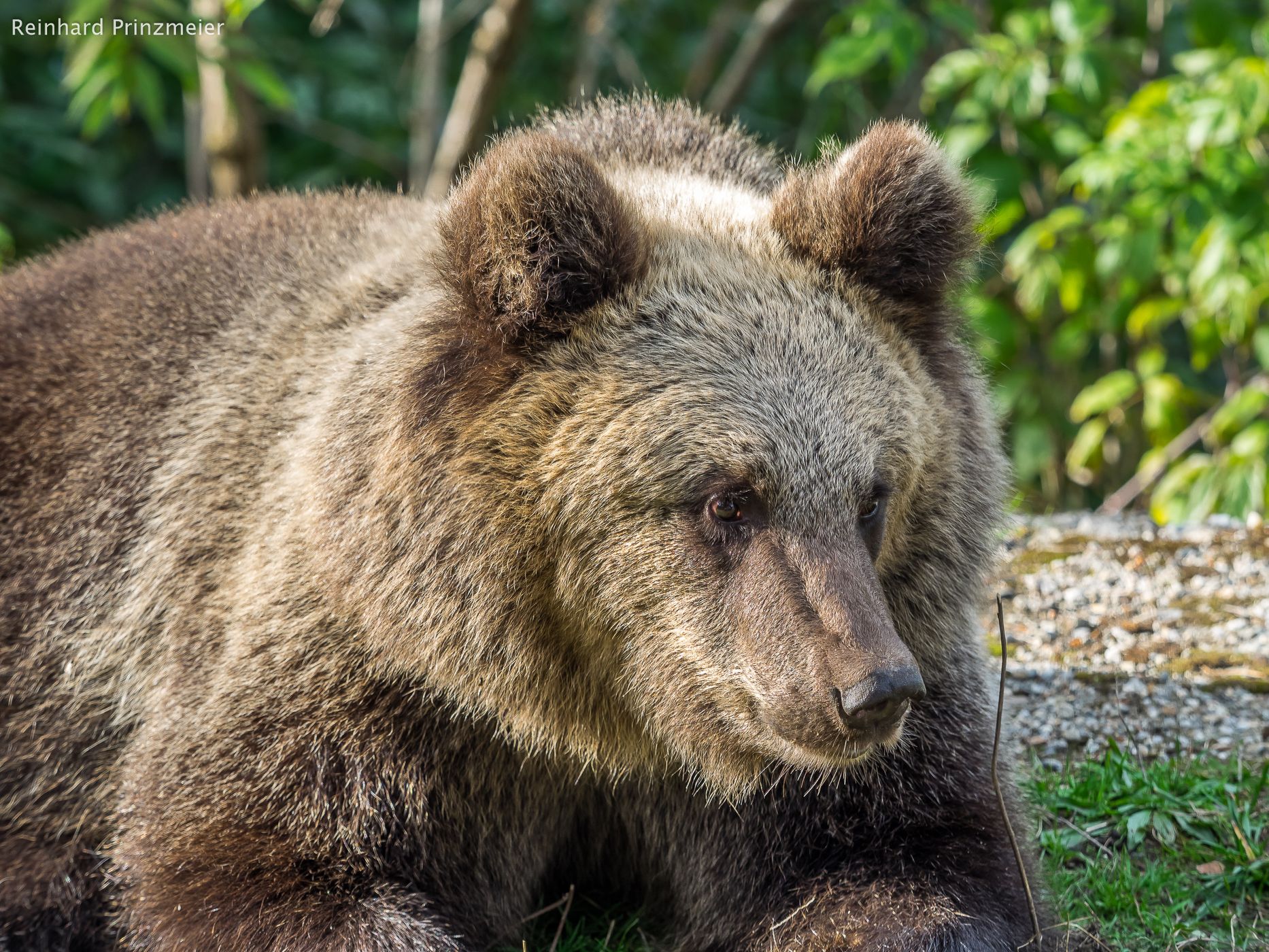 Lacul Vidraru (Lake Vidraru) Bear Encounter, Romania