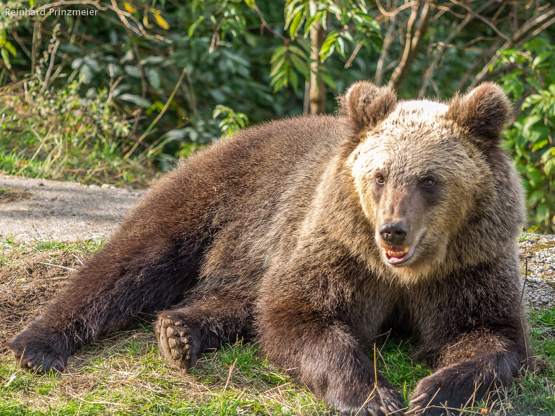 Lacul Vidraru (Lake Vidraru) Bear Encounter, Romania