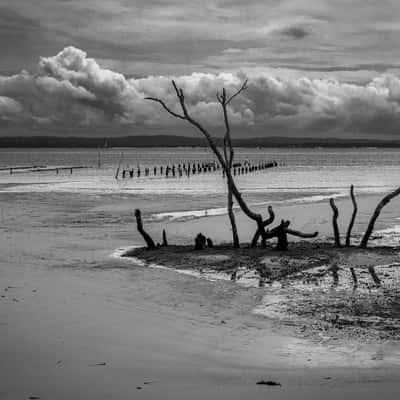 Mangrove Tree, Salamander Bay, North Coast NSW, Australia