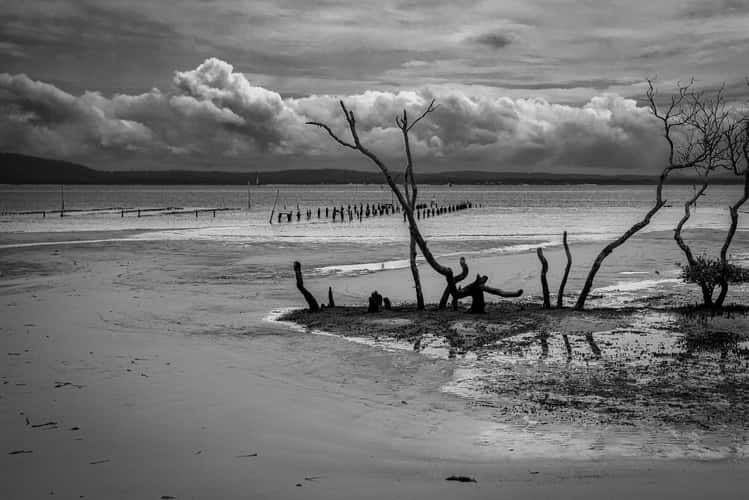 Mangrove Tree, Salamander Bay, North Coast NSW