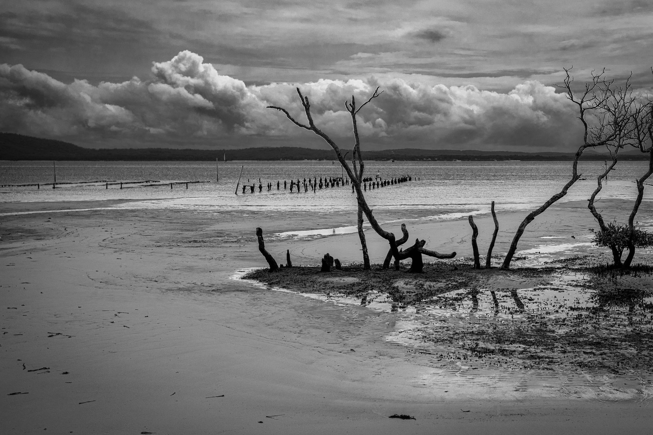 Mangrove Tree, Salamander Bay, North Coast NSW, Australia