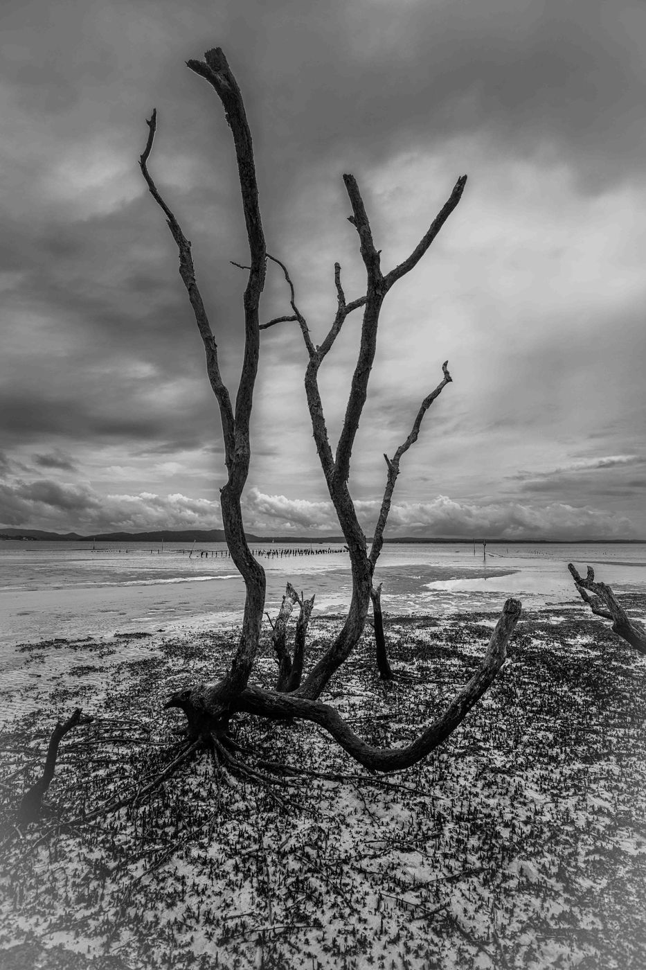 Mangrove Tree, Salamander Bay, North Coast NSW, Australia