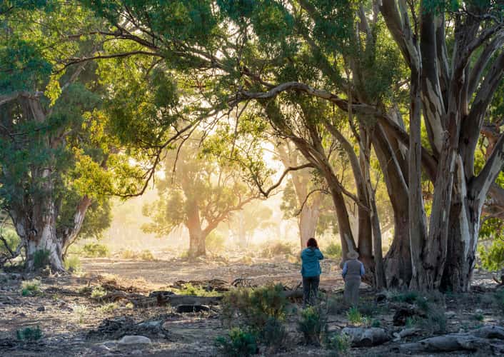 Morning Mist in Moralana Creek