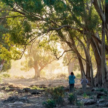 Morning Mist in Moralana Creek, Australia