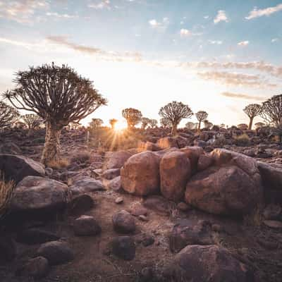 Quivertree Forest, Namibia